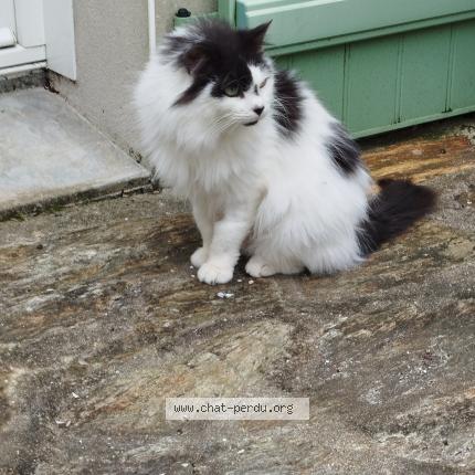 Photo 1/1 Patachou Chat perdu à Les moutiers en retz