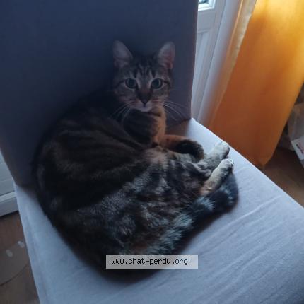 Photo 1/1 Zanzibar Chat perdu à Bressols