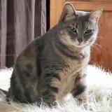 Photo de chat perdu à Bordeaux