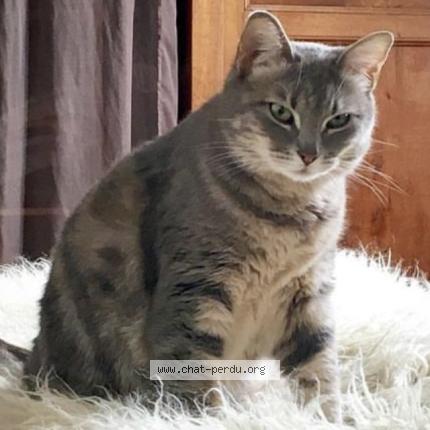 Photo 1/1 Ophélie Chat perdu à Bordeaux