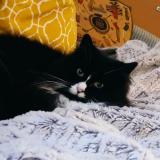 Photo de chat perdu à Angers