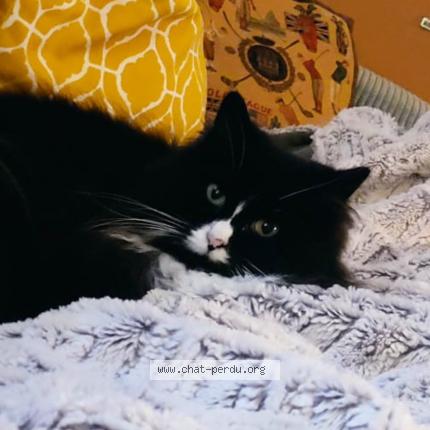 Photo 1/1 Mimosa Chat perdu à Angers