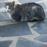 Photo de chat trouvé à Les Pavillons Sous Bois