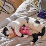 Photo de chat perdu à Bruxelles