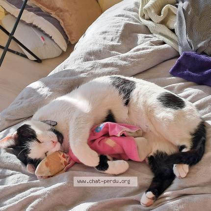 Photo 1/1 Petit-Loup Chat perdu à Bruxelles