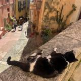 Photo de chat trouvé à Paris