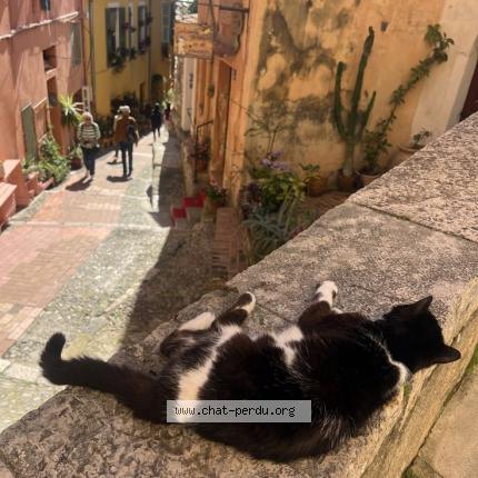 Photo 1/1 Chat trouvé Trouvé à Paris