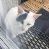 Photo de chat trouvé à Plounevez Lochrist