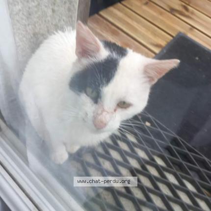 Photo 1/1 Chat trouvé Trouvé à Plounevez lochrist