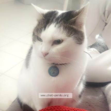 Photo 1/1 Chat retrouvé Perdu à Demouville