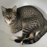 Photo de chat perdu à Bridge City