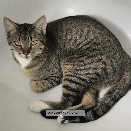 Photo 1/1 Tiger Chat perdu à Bridge city