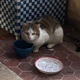 Photo de chat trouvé à Toulouse