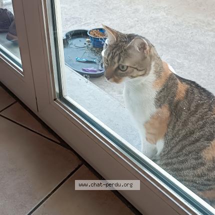 Photo 1/1 Chat retrouvé Perdu à Chambery