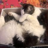 Photo de chat perdu à Albi