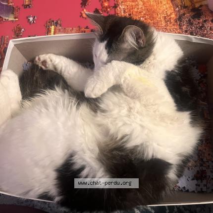 Photo 1/1 Archi Chat perdu à Albi