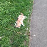 Photo de chat trouvé à Noisy Le Grand France