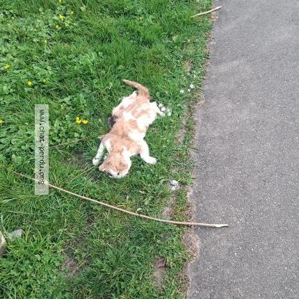 Photo 1/1 Chat trouvé Trouvé à Noisy le grand france