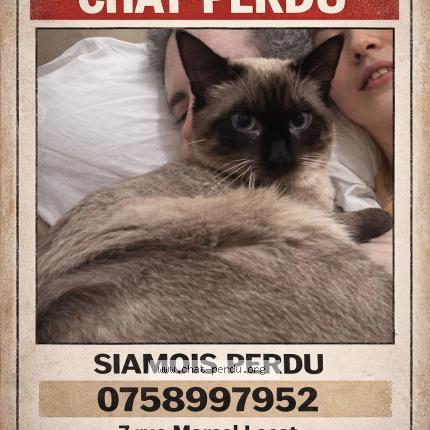 Photo 1/1 Chat retrouvé Perdu à Saint Gratien