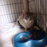 Photo de chat trouvé à Champs Sur Marne