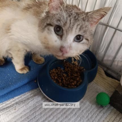 Photo 2/2 Chat trouvé Trouvé à Champs sur marne