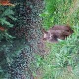 Photo de chat trouvé à Luzillat