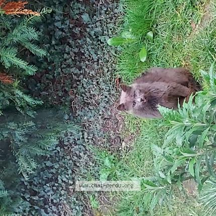 Photo 1/1 Chat trouvé Trouvé à Luzillat