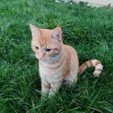 Photo de chat trouvé à Levis Saint Nom