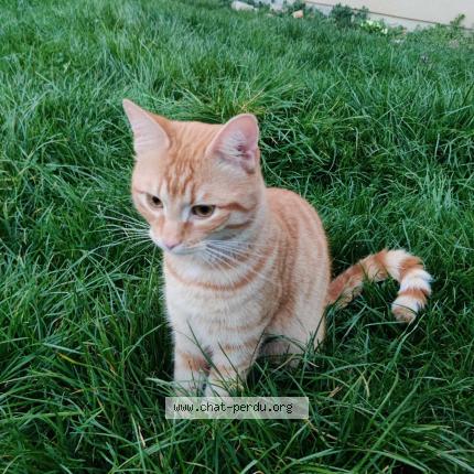 Photo 1/1 Chat trouvé Trouvé à Levis saint nom