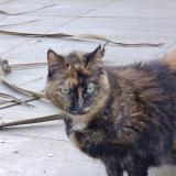 Photo de chat trouvé à Surzur