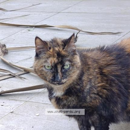 Photo 1/1 Chat trouvé Trouvé à Surzur