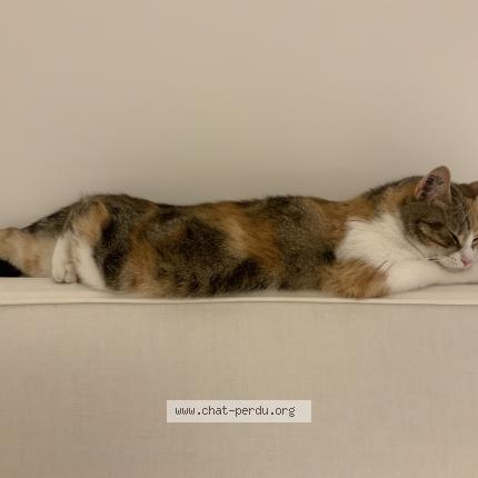 Photo 1/1 Chat retrouvé Perdu à Avignon