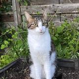 Photo de chat perdu à Villemoisson Sur Orge