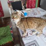 Photo de chat perdu à La Capelle