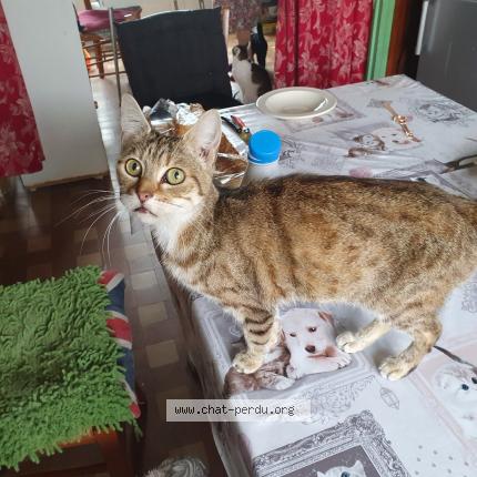 Photo 1/1 Sheba Chat perdu à La capelle