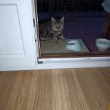 Photo de chat trouvé à Prades