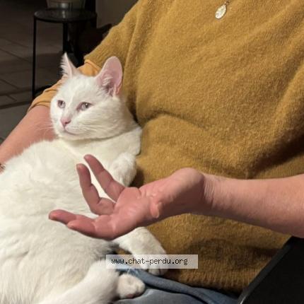 Photo 1/1 Mireille Chat perdu à Messimy sur saone