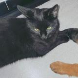 Photo de chat perdu à Sury Le Comtal