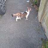 Photo de chat trouvé à Noisy Le Grand France