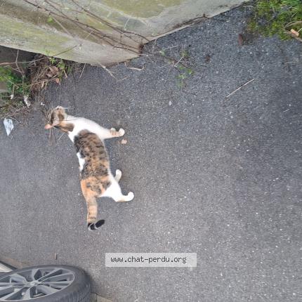 Photo 1/1 Chat trouvé Trouvé à Noisy le grand france