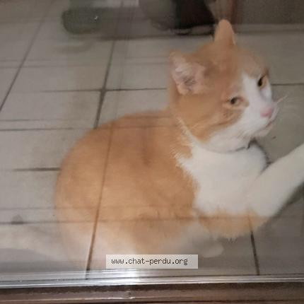 Photo 1/3 Chat trouvé Trouvé à Bruxelles Anderlecht