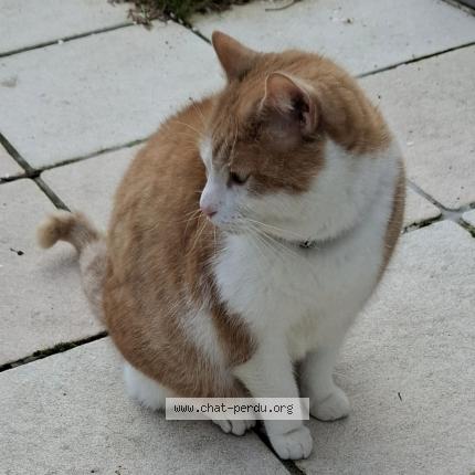 Photo 3/3 Chat trouvé Trouvé à Bruxelles Anderlecht