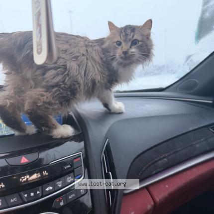 Photo 1/1 Mabela Chat perdu à Columbus