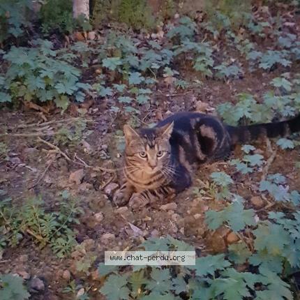 Photo 1/1 Chat retrouvé Trouvé à Blainville Sur Orne 14550