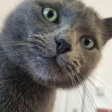 Photo de chat perdu à Woluwe Saint Lambert