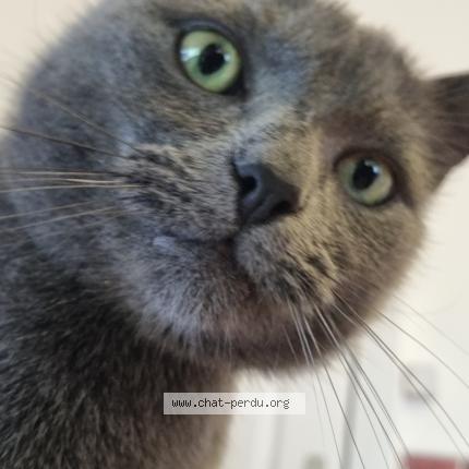 Photo 1/1 Loki Chat perdu à Woluwe saint lambert