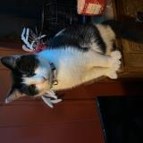 Photo de chat perdu à Belleville