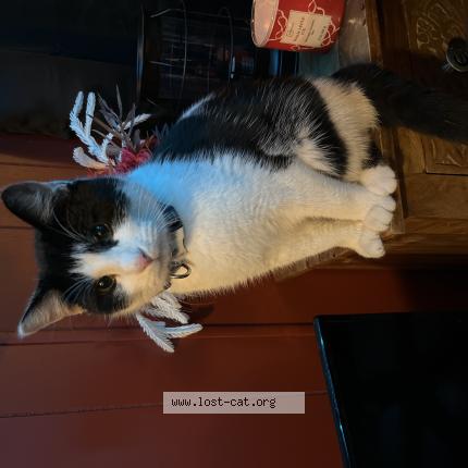 Photo 1/1 DB Chat perdu à Belleville