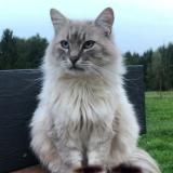 Photo de chat perdu à Blanzy