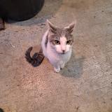 Photo de chat trouvé à Nimes